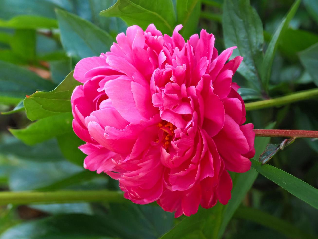 mooie grote roze pioenbloem in een tuin foto