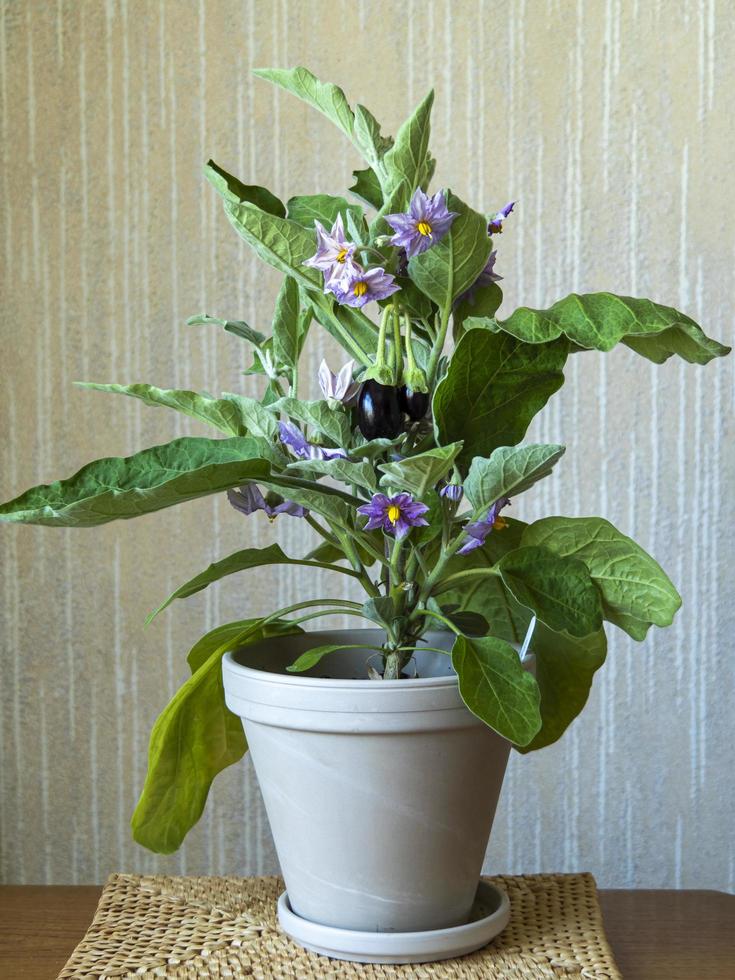 aubergineplant met bloemen en een zich ontwikkelende aubergine foto