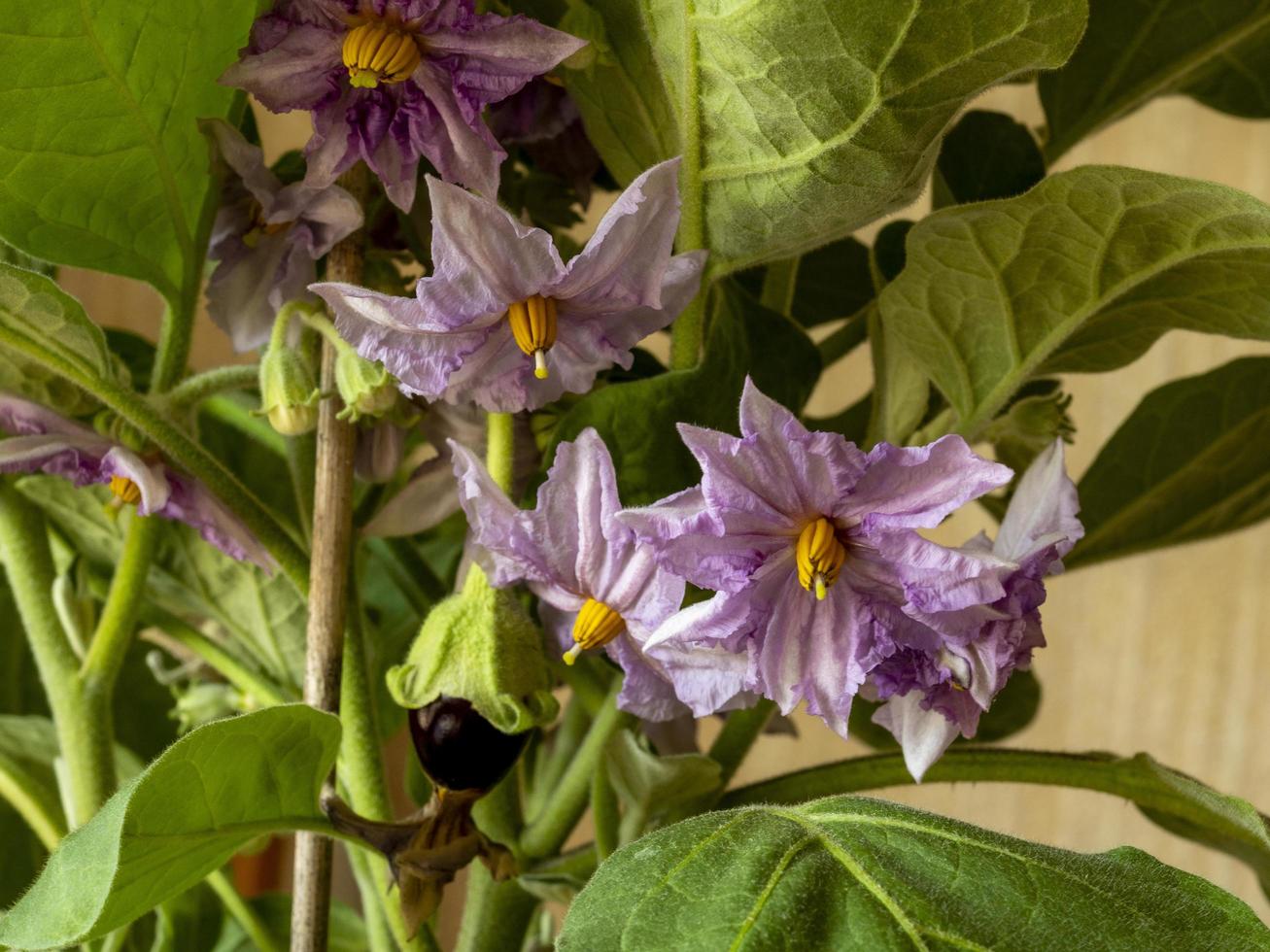 bloemen en een zich ontwikkelende vrucht op een aubergineplantsoort ophelia foto