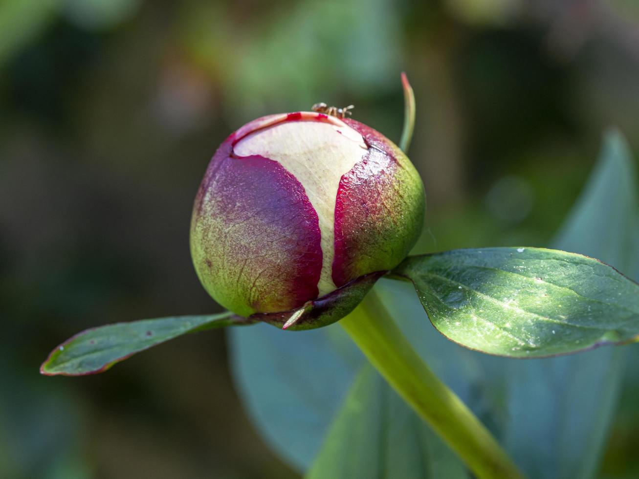 close-up van een knop op een pioenroos foto