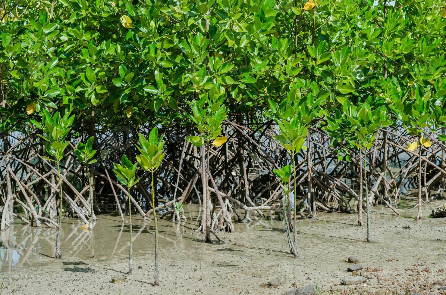 mangrove boom plantage voor kust- verdediging foto