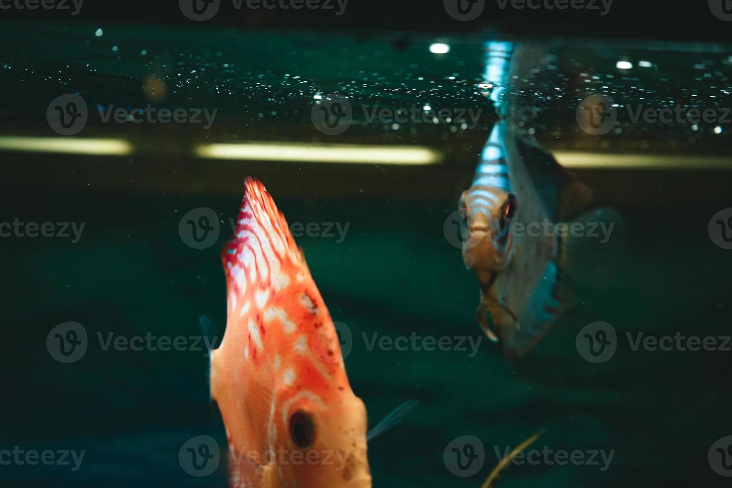 exotische vissen symphysodon discus, in een aquarium foto