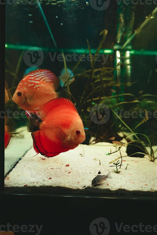 exotische vissen symphysodon discus, in een aquarium foto