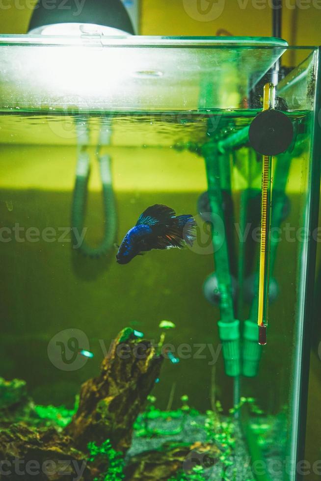 siamese kempvissen betta splendens in een aquarium foto
