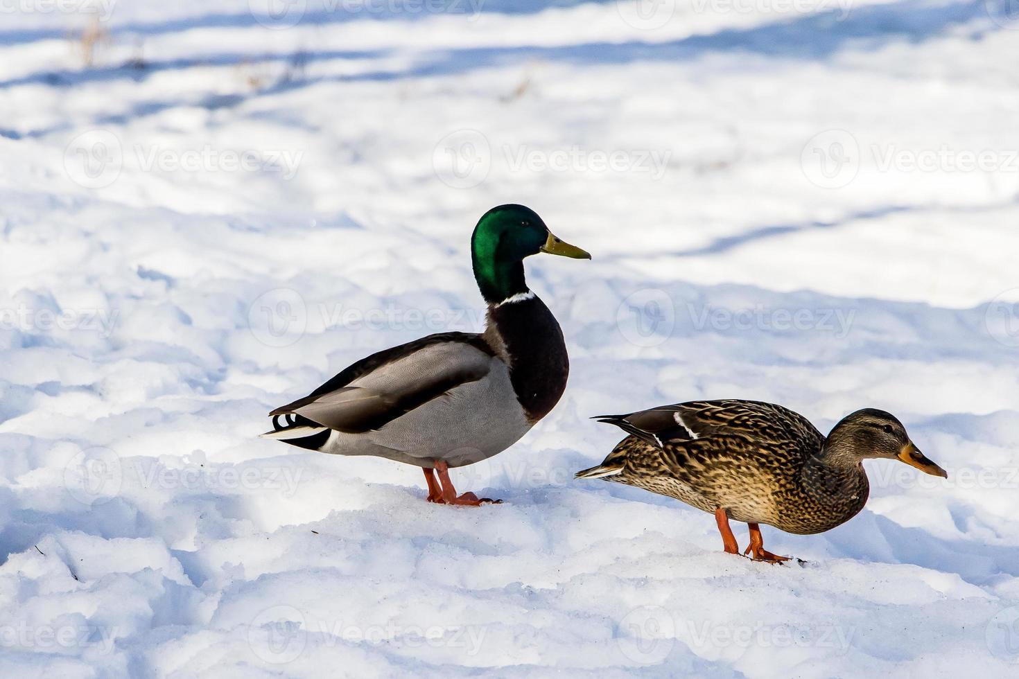 wilde eenden in de winter op een sneeuwachtergrond een kudde is op zoek naar voedsel foto