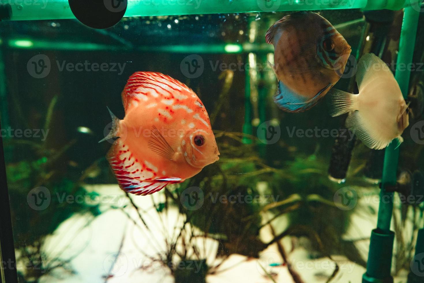 exotische vissen symphysodon discus, in een aquarium foto