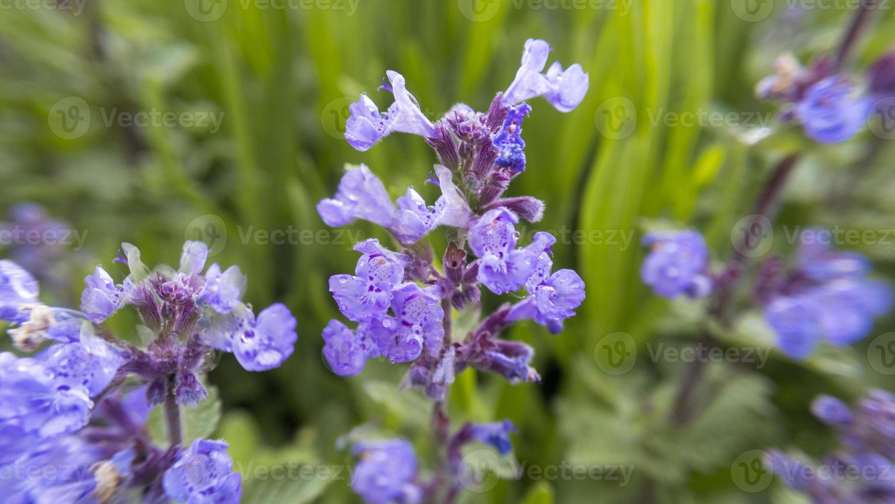 lavendel bloemen. Stock foto. foto