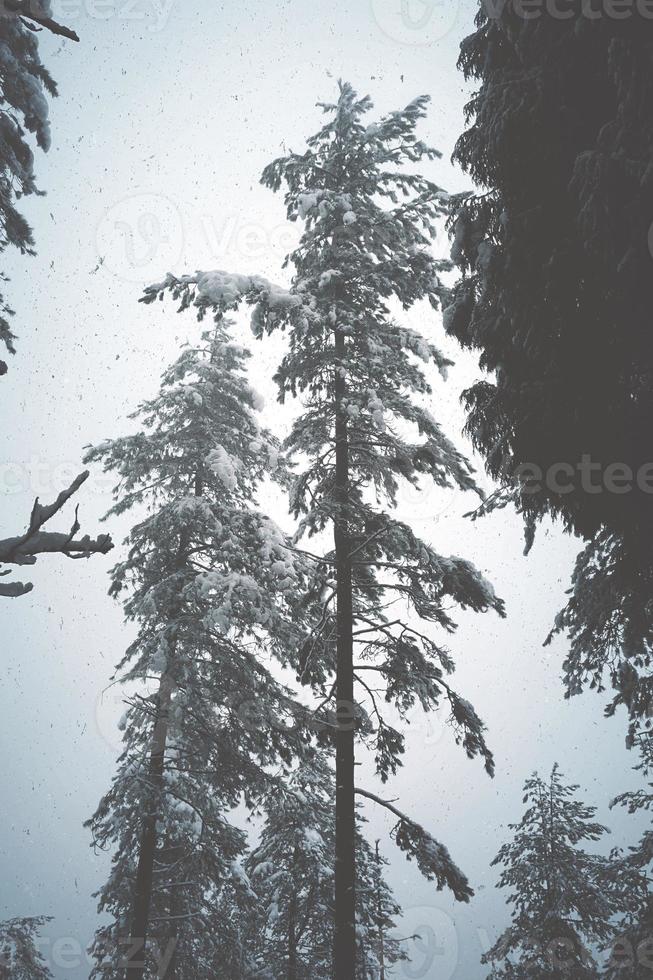 sneeuw op de pijnbomen in het bos foto
