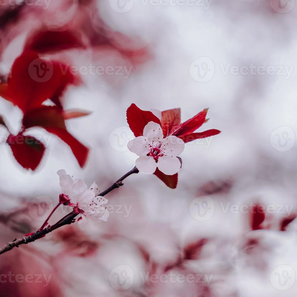 prachtige kersenbloesem sakura bloemen foto