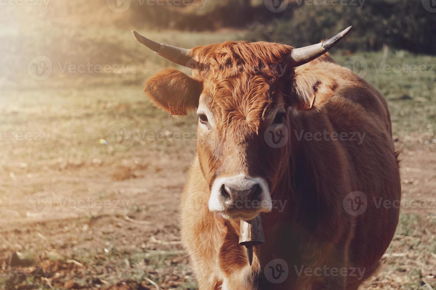 bruin koe portret in de wei foto