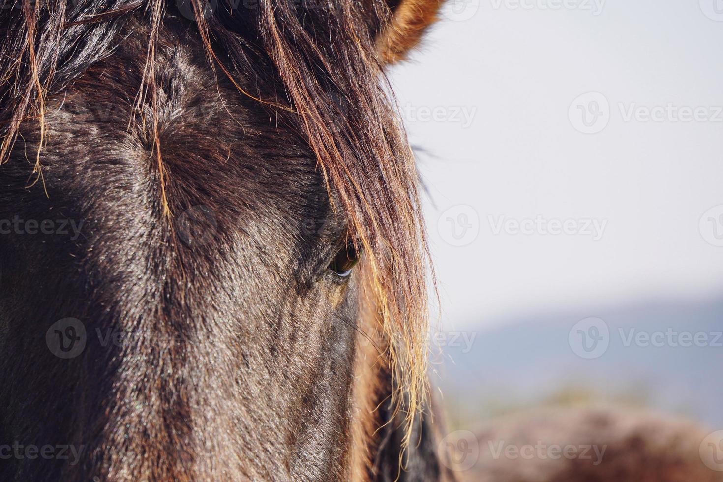 mooi zwart paard portret foto