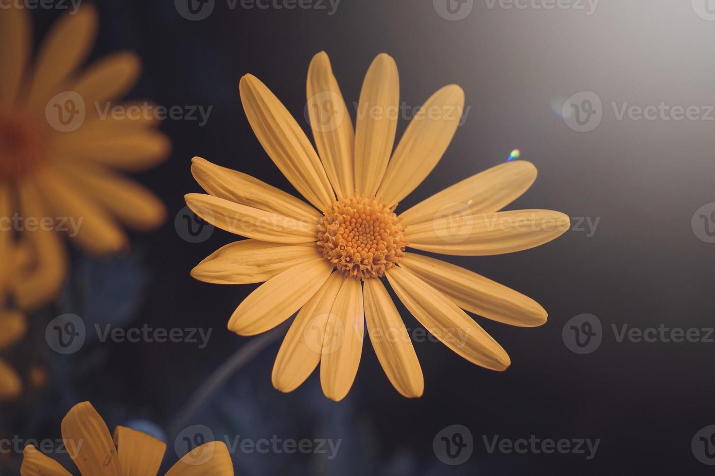 mooie gele bloem in de lente foto