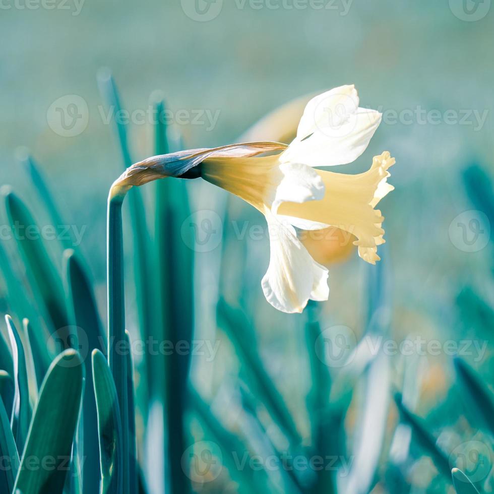 mooie gele bloem in de lente foto