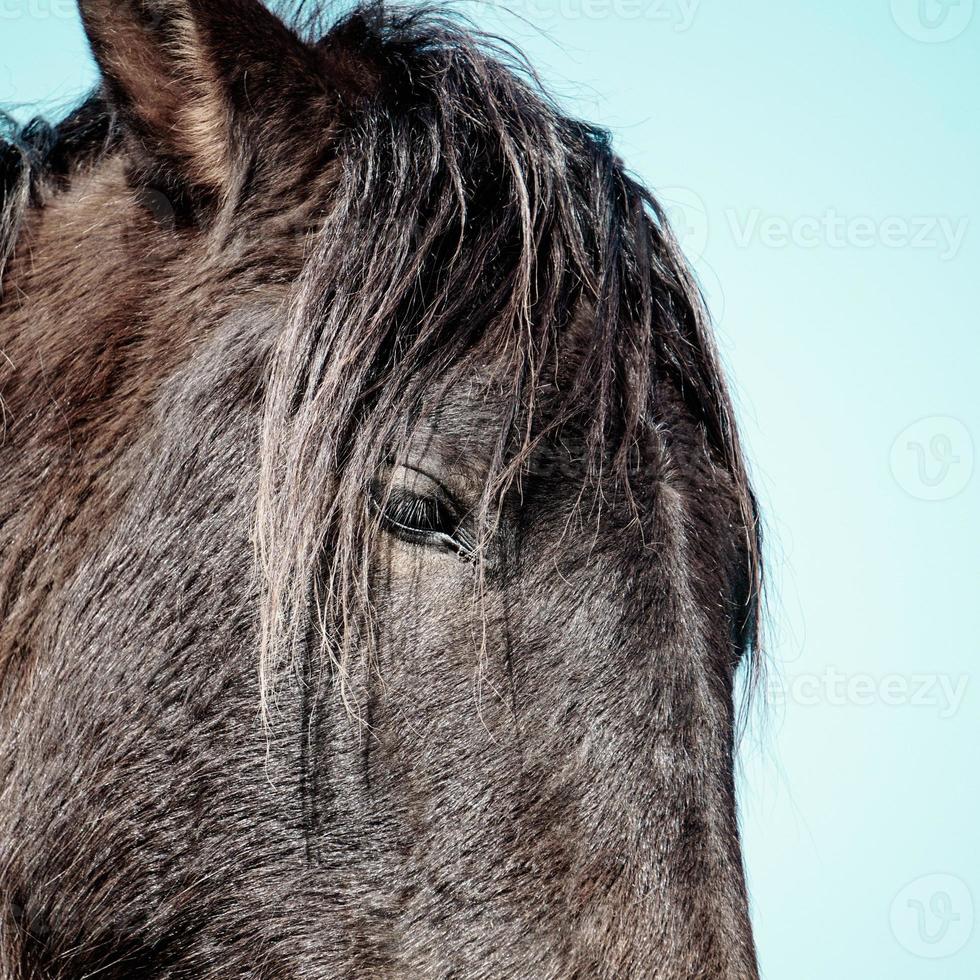 mooi zwart paard portret foto