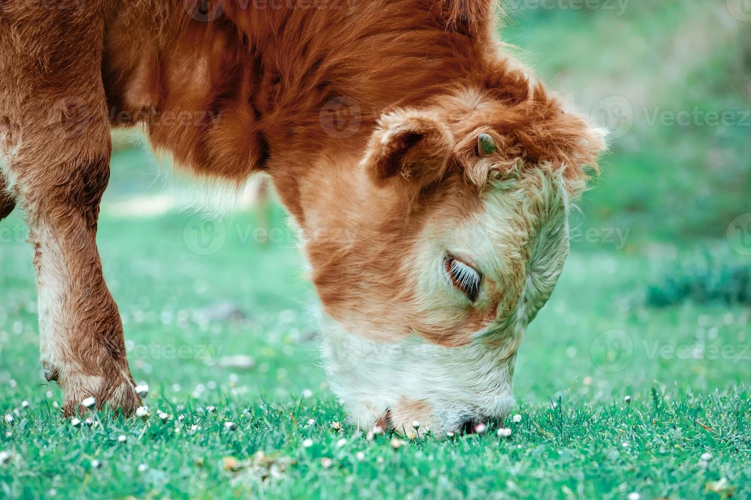 mooi bruin koe portret foto