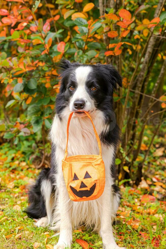 trick or treat-concept. grappige puppy hond border collie pompoen mand in de mond te houden zittend op herfst kleurrijke gebladerte achtergrond in park buiten. voorbereiding voor halloween-feest. foto