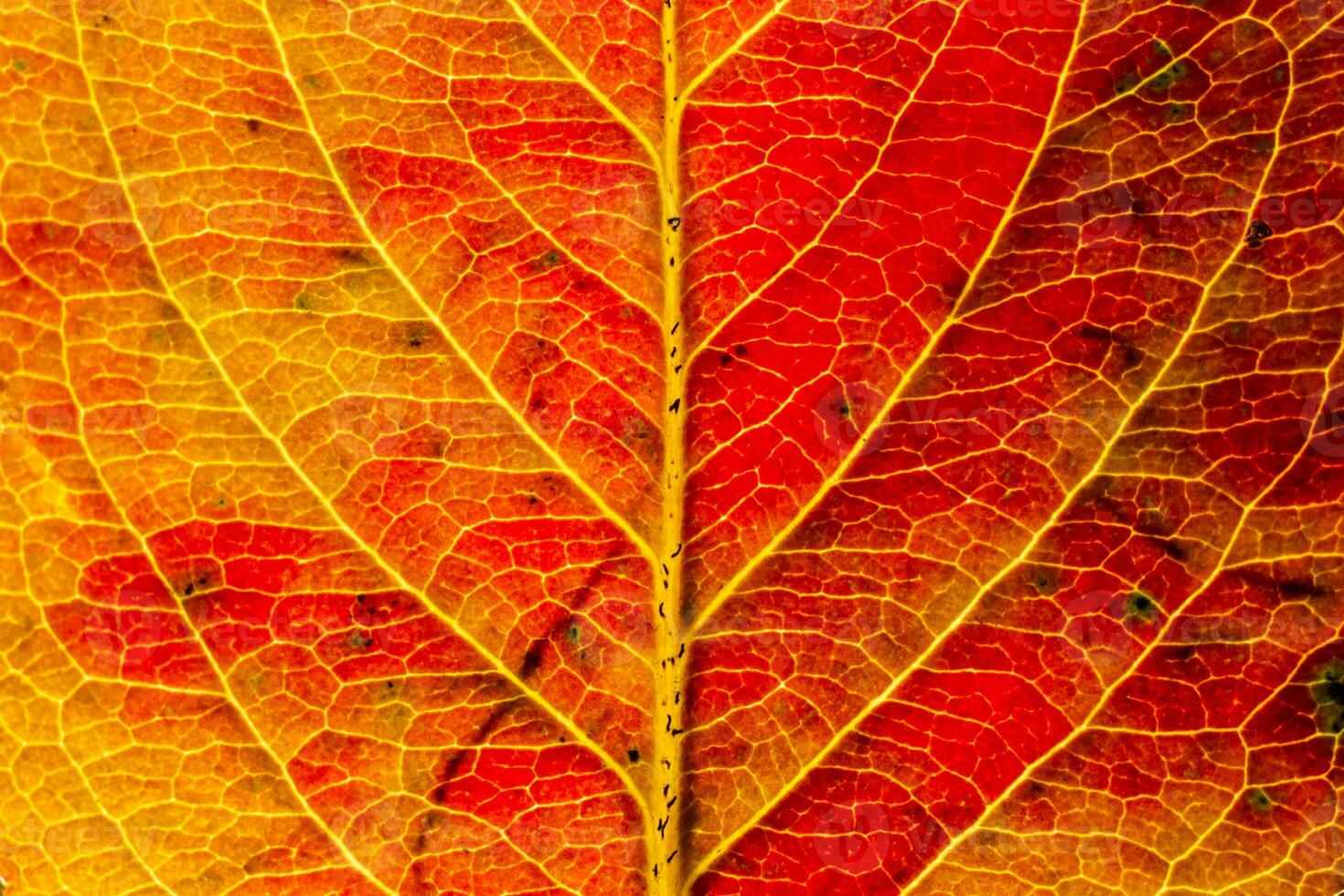 detailopname herfst vallen extreem macro structuur visie van rood oranje hout vel boom blad gloed in zon achtergrond. inspirerend natuur oktober of september behang. verandering van seizoenen concept. foto