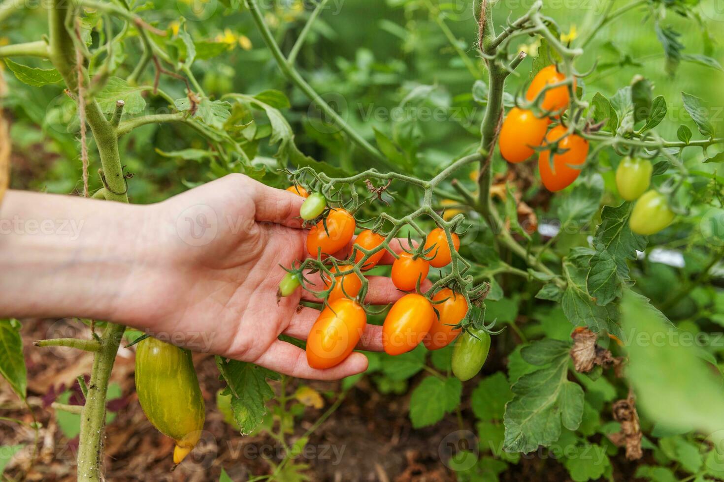 tuinieren en landbouw concept. vrouw landarbeider met de hand plukken van verse rijpe biologische tomaten. serre producten. plantaardige voedselproductie. tomaat groeien in kas. foto