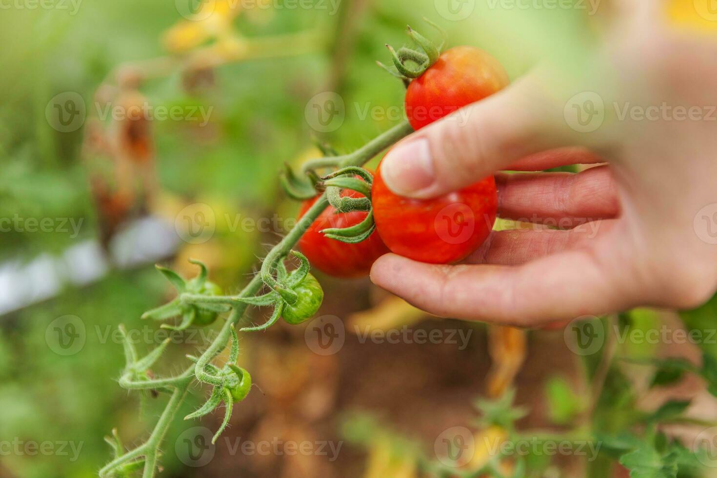 tuinieren en landbouw concept. vrouw landarbeider met de hand plukken van verse rijpe biologische tomaten. serre producten. plantaardige voedselproductie. tomaat groeien in kas. foto