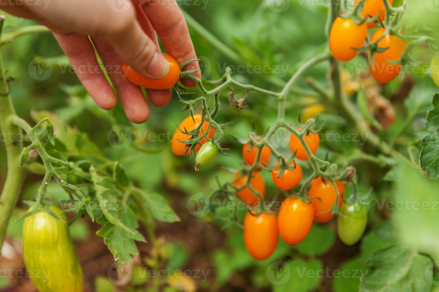 tuinieren en landbouw concept. vrouw landarbeider met de hand plukken van verse rijpe biologische tomaten. serre producten. plantaardige voedselproductie. tomaat groeien in kas. foto