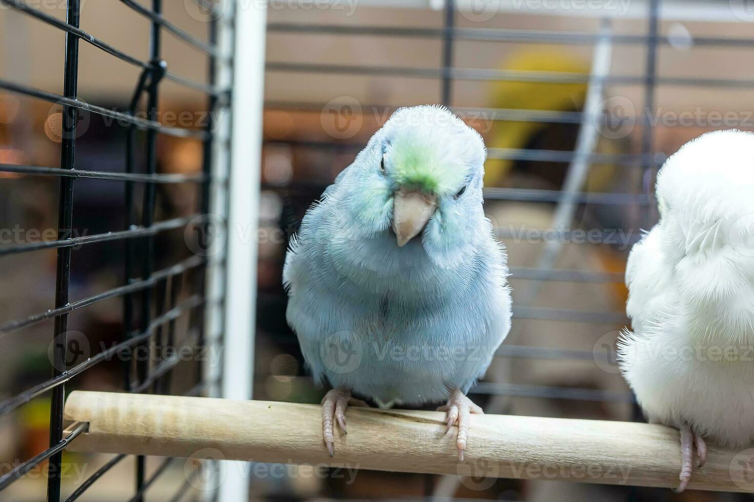 papegaaien zijn poseren naar nemen de afbeelding. vogel is een populair huisdier in Thailand. foto