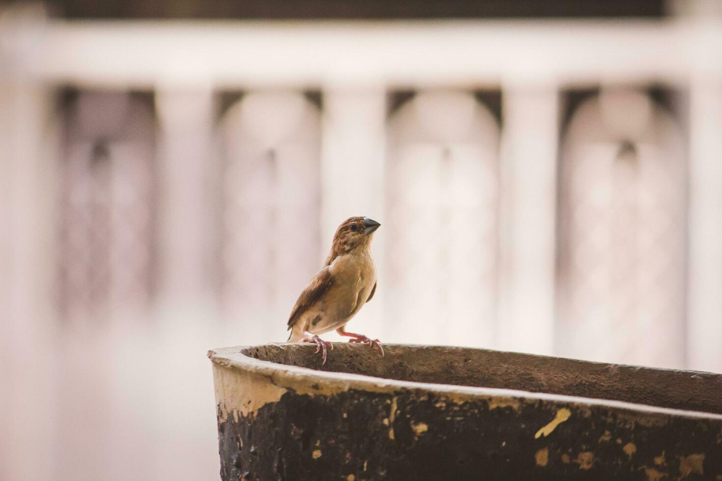 bruin slikken vogel foto