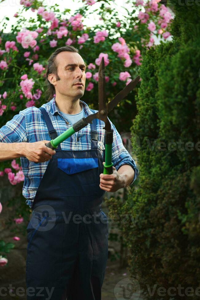 professioneel mannetje tuinman in blauw uniform, gebruik makend van snoeiers, snijdend een haag in binnenplaats van een herenhuis. tuin decoratie foto