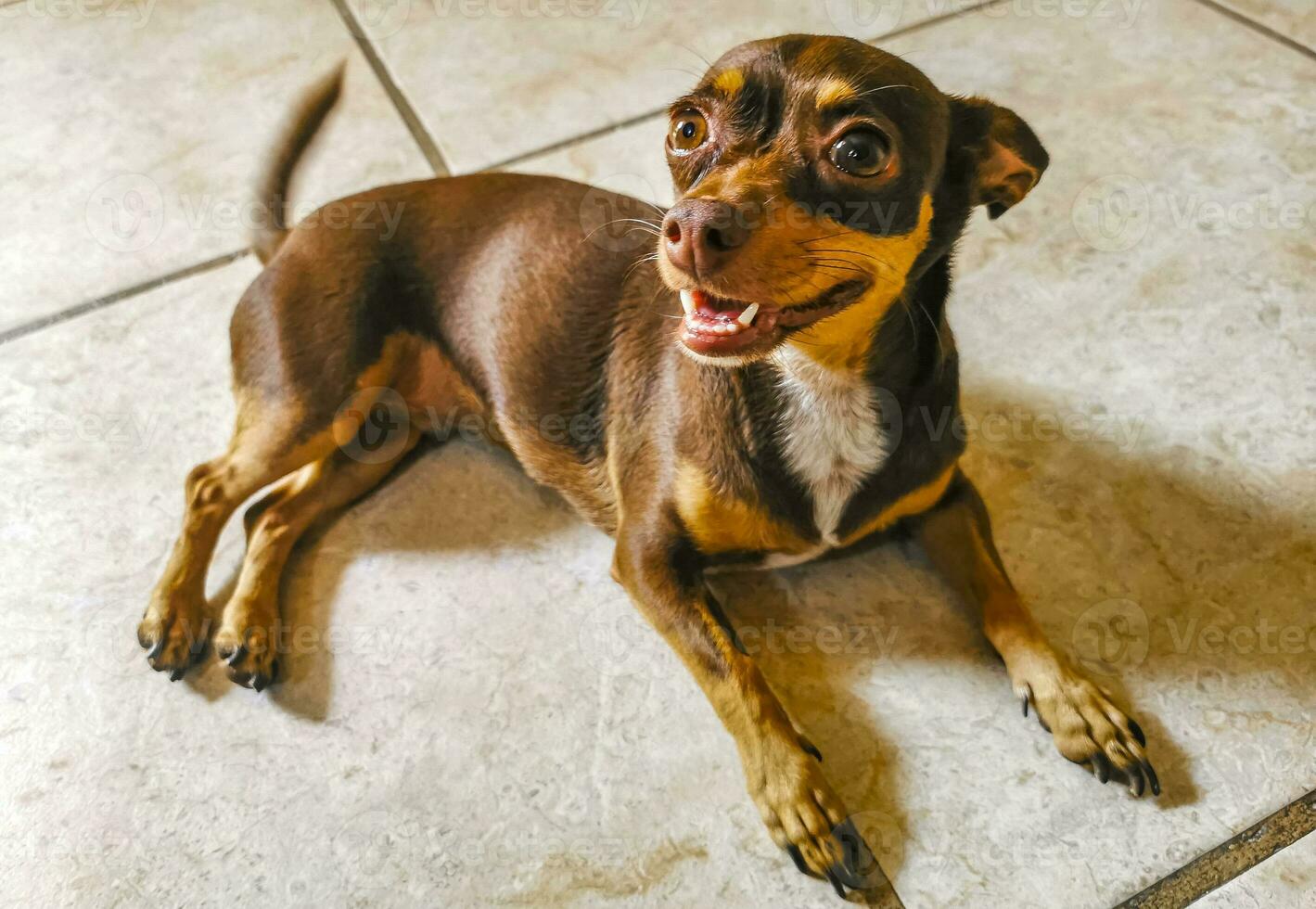 Russisch speelgoed- terriër hond portret op zoek lief en schattig Mexico. foto