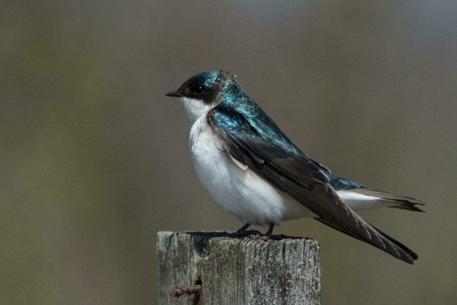 boom slikken vogel foto