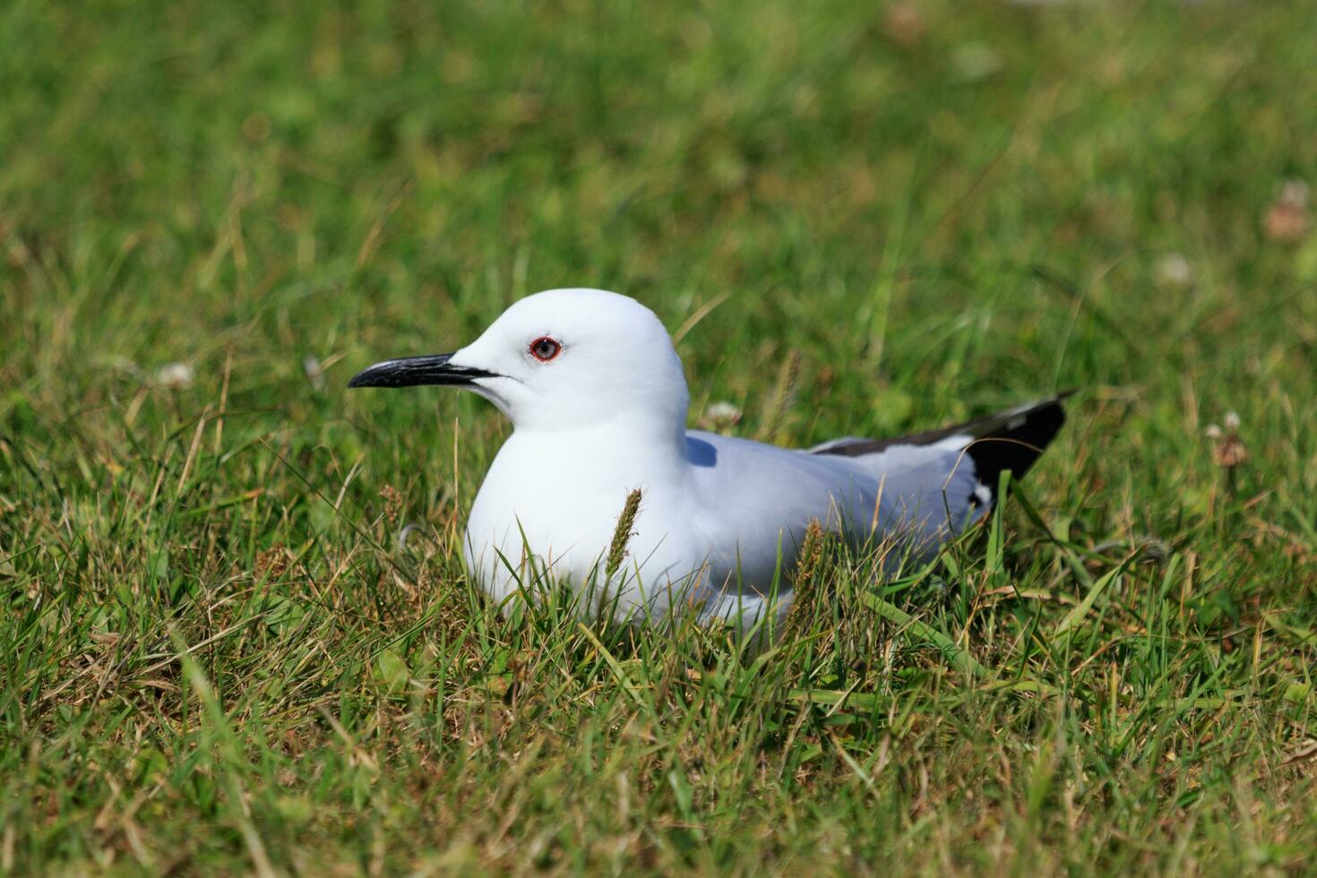 zwartsnavel meeuw endemisch naar nieuw Zeeland foto