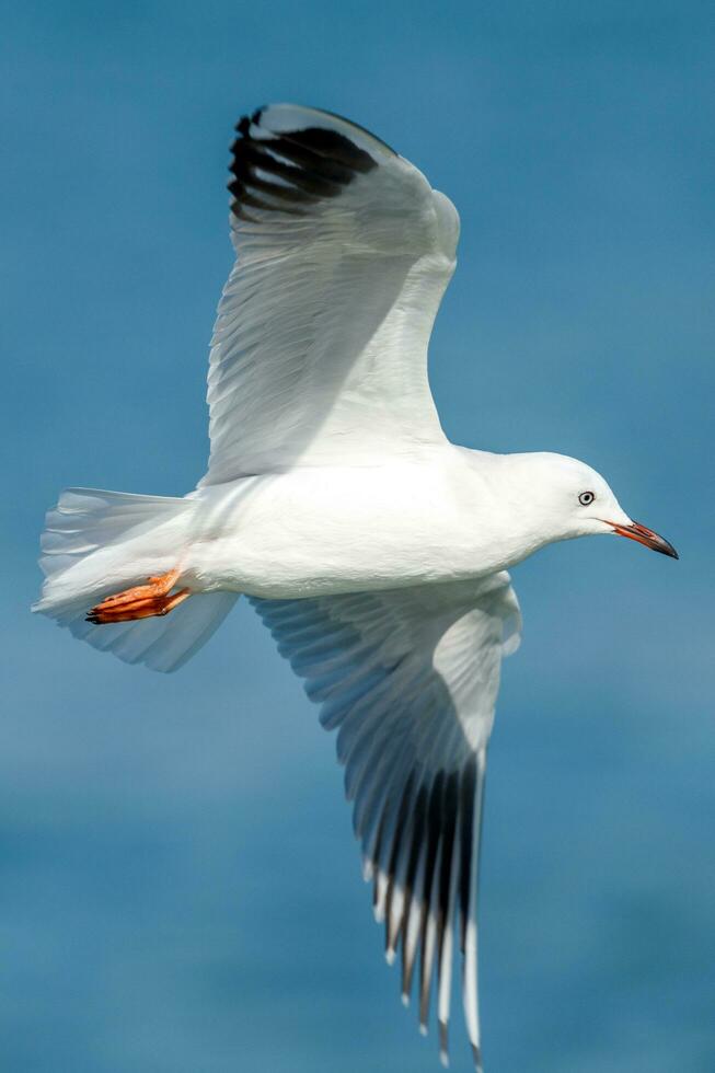 zwartsnavel meeuw endemisch naar nieuw Zeeland foto