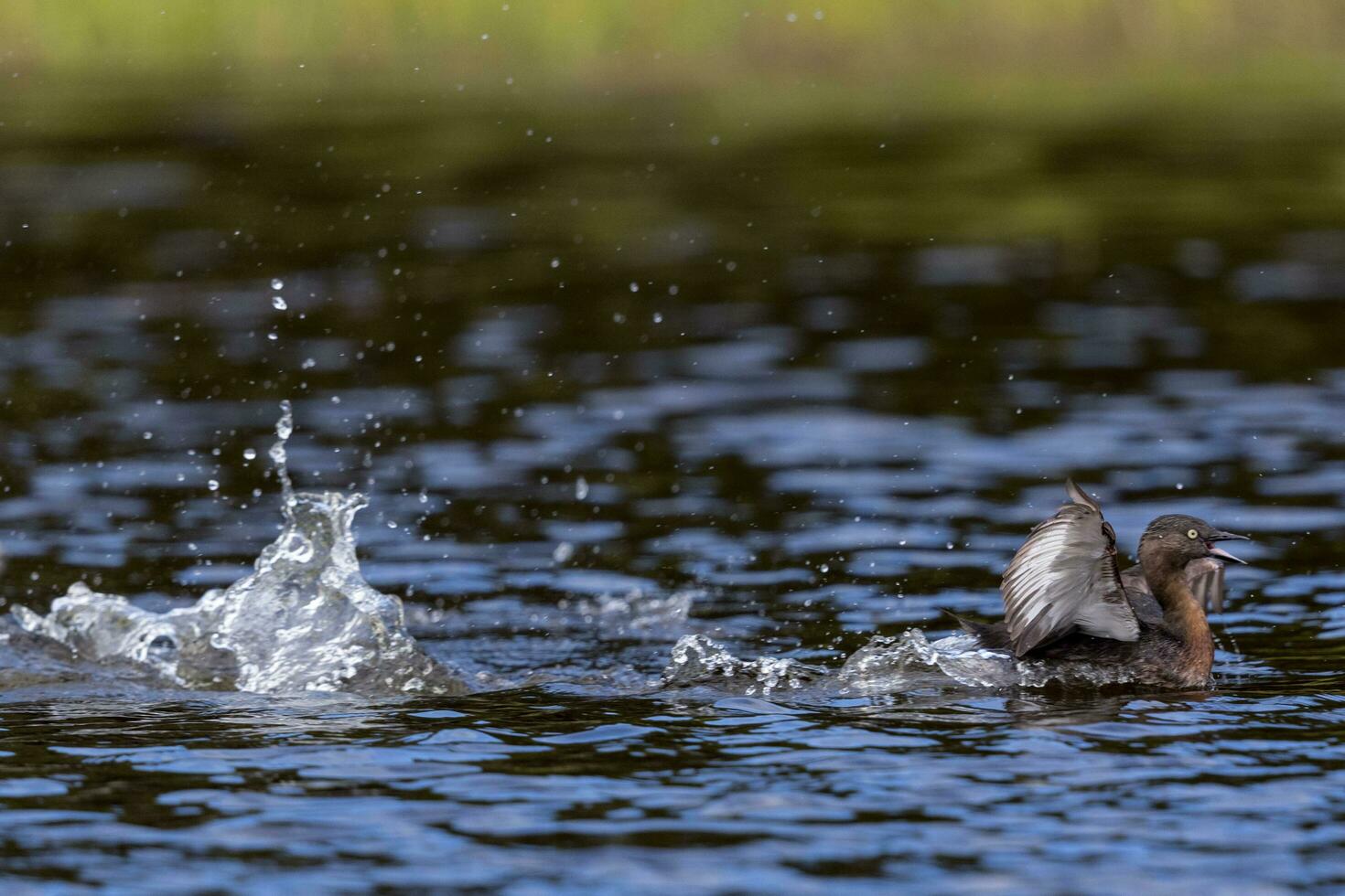 dabchick nieuw Zeeland fuut foto