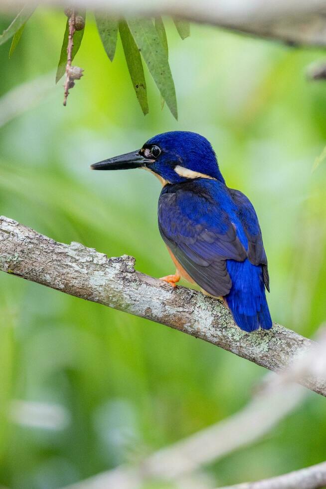 azuur ijsvogel in Australië foto