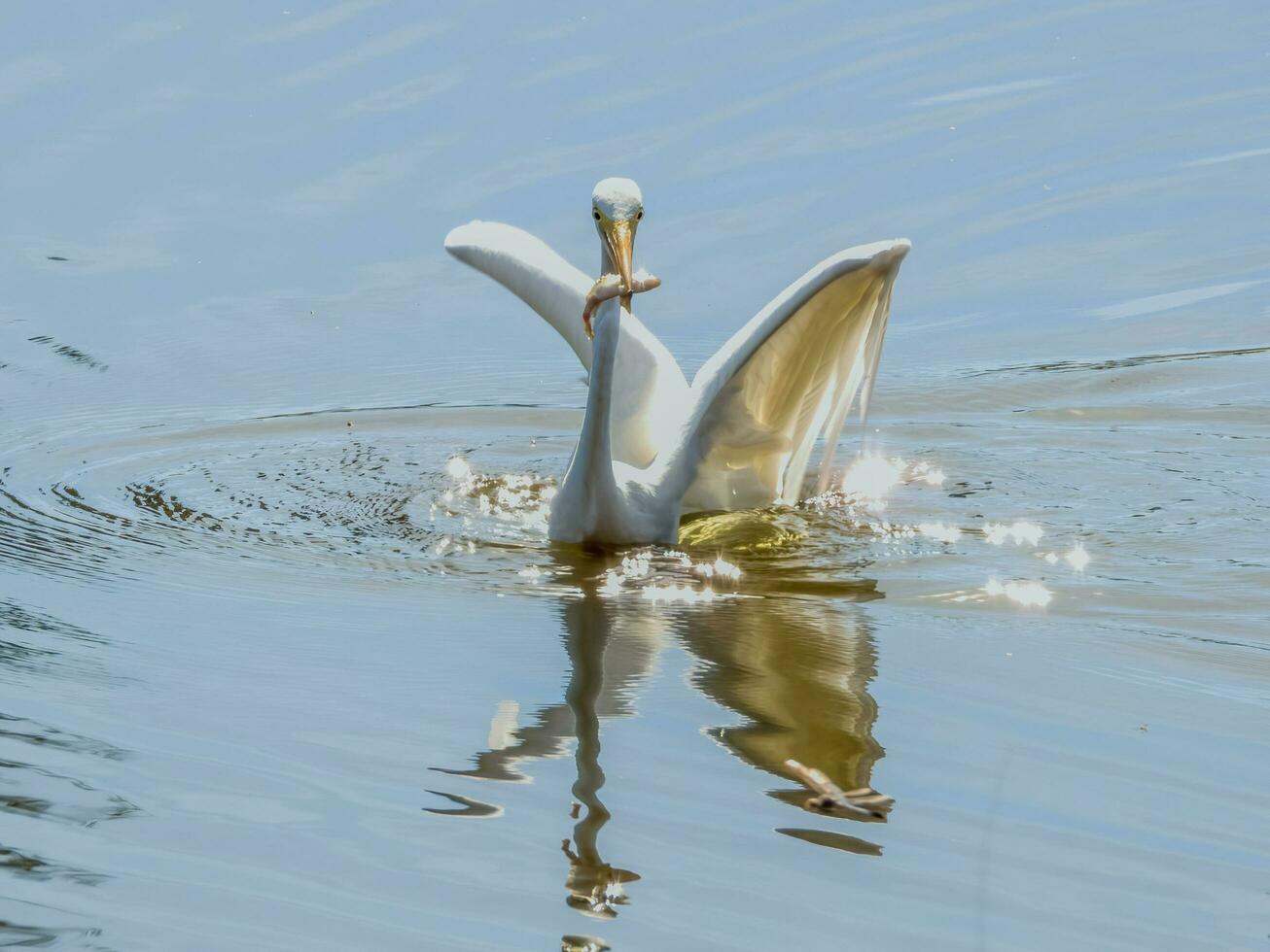 tussenproduct zilverreiger in Australië foto