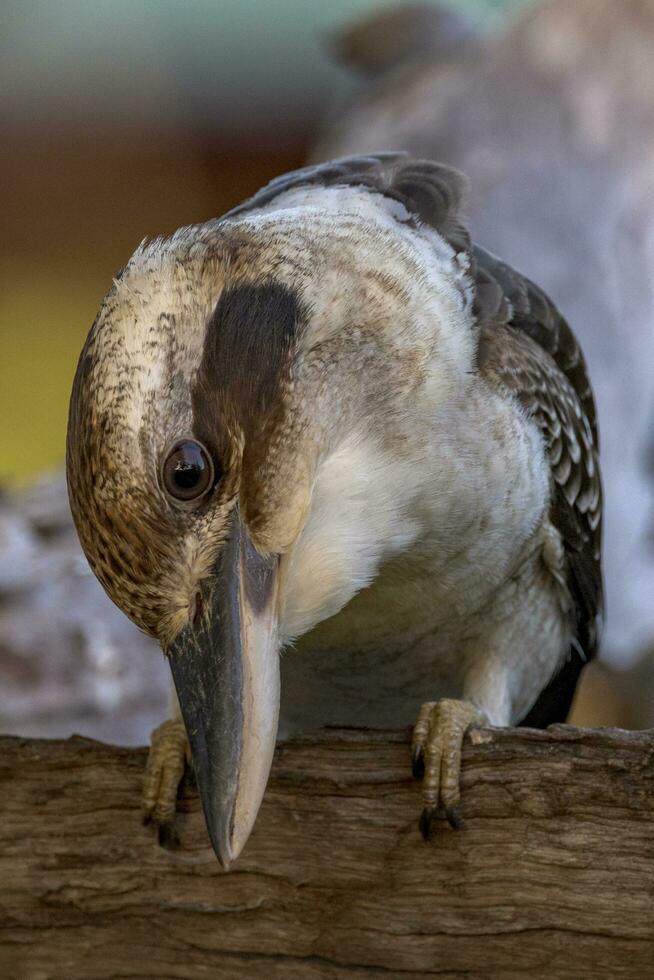 lachend kookaburra in Australië foto