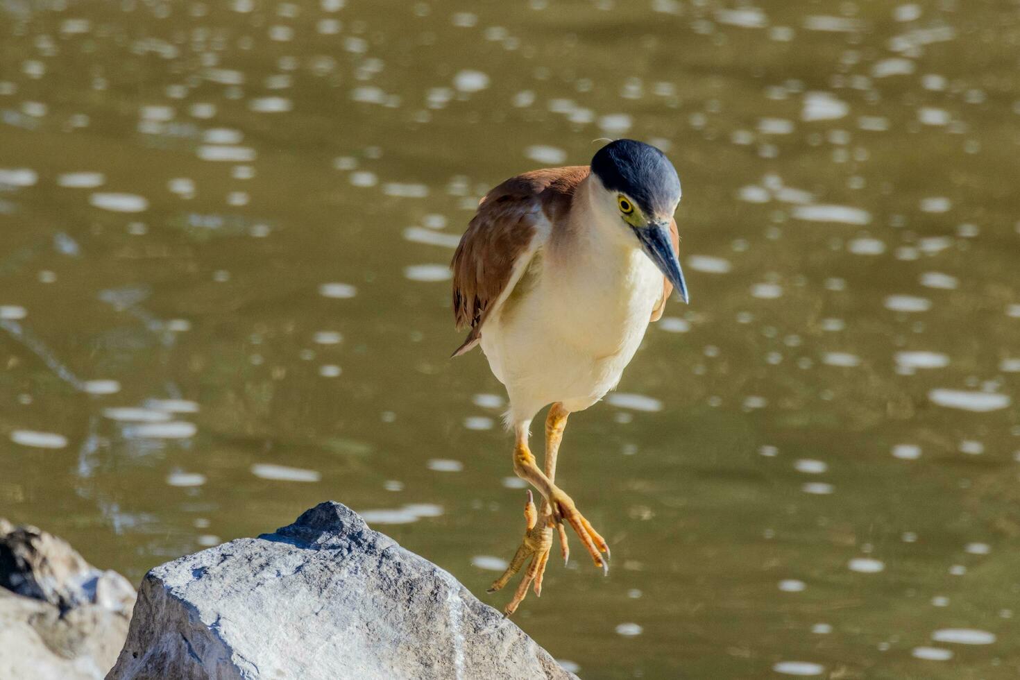 nankeen nacht reiger foto