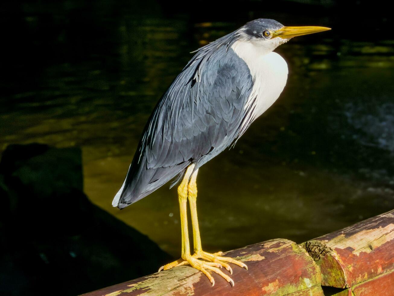 bont reiger in Australië foto