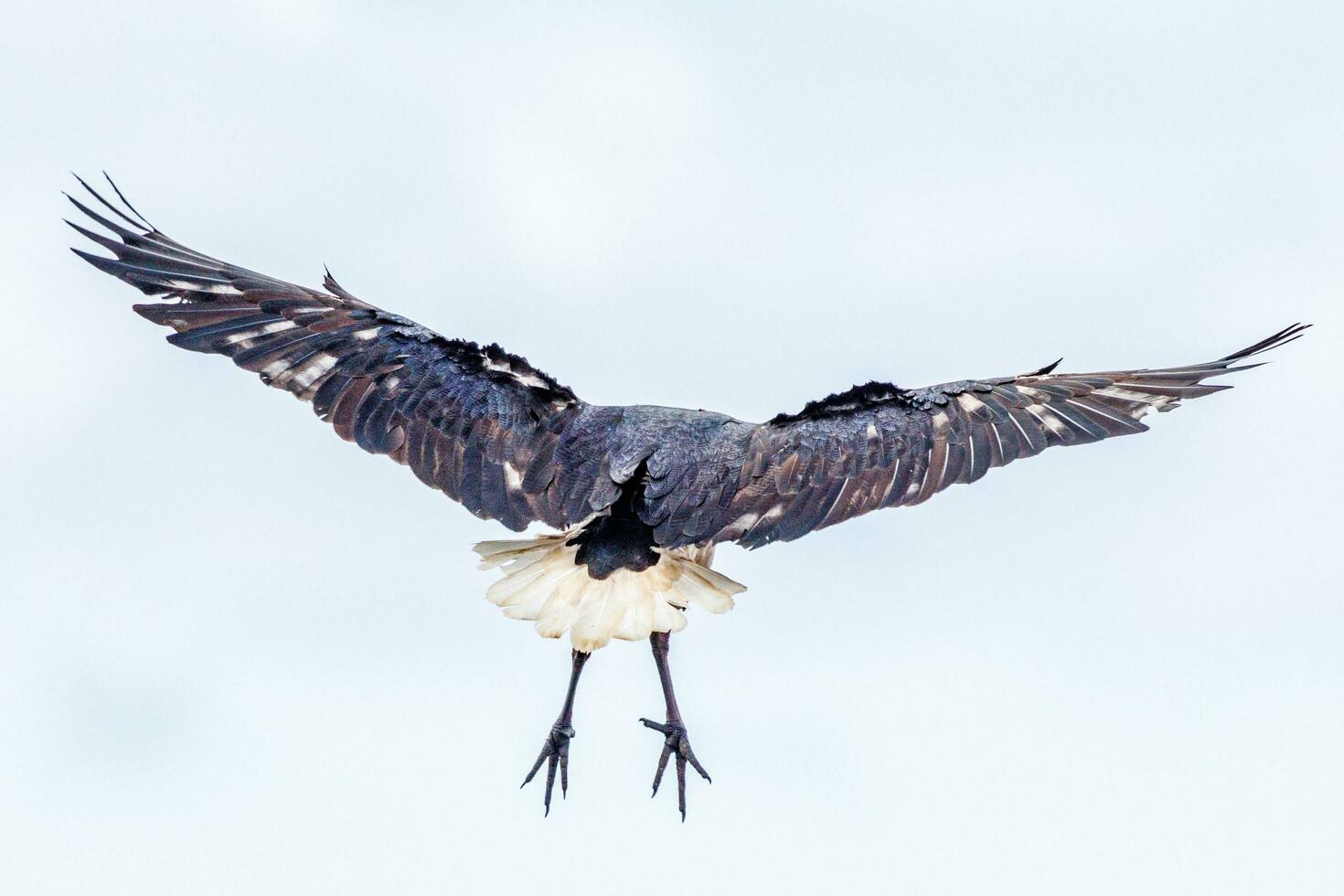 rietje nek ibis foto