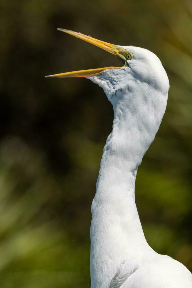 wit reiger in nieuw Zeeland foto