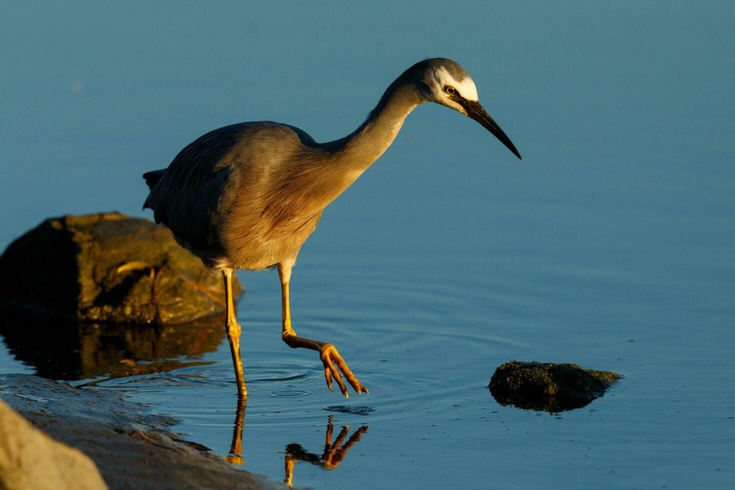 blank gezicht reiger in australasia foto