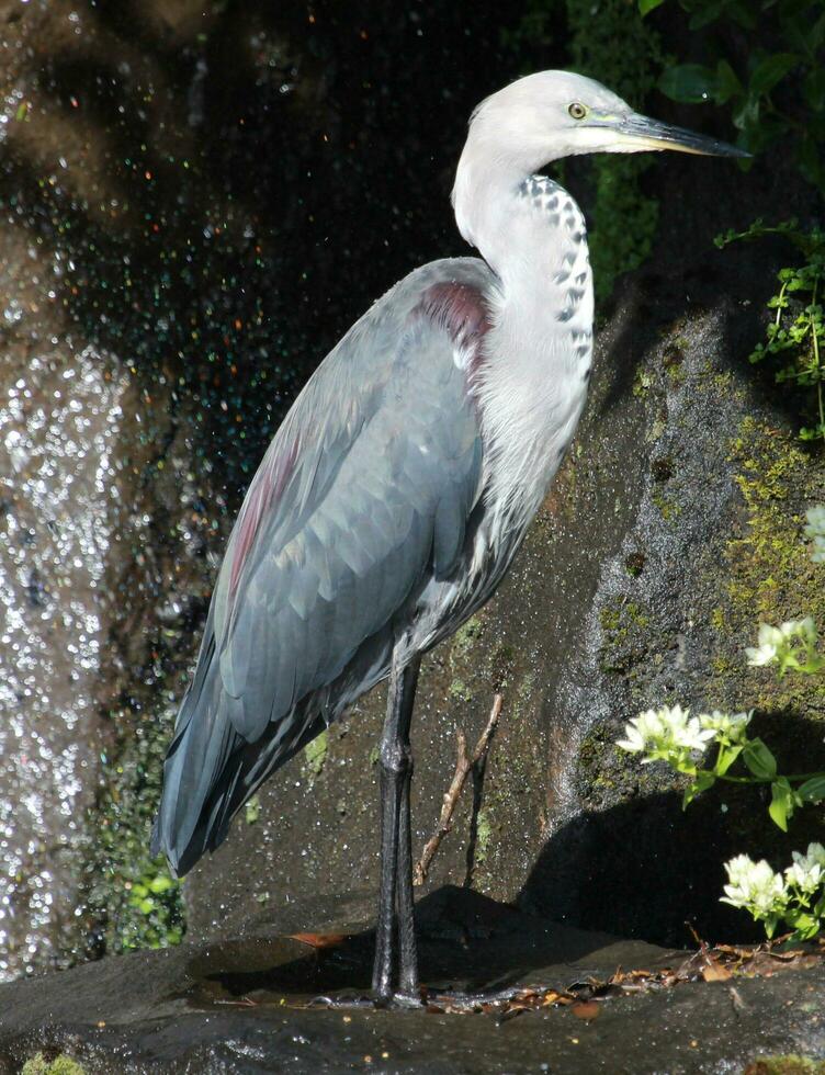 withals reiger in Australië foto