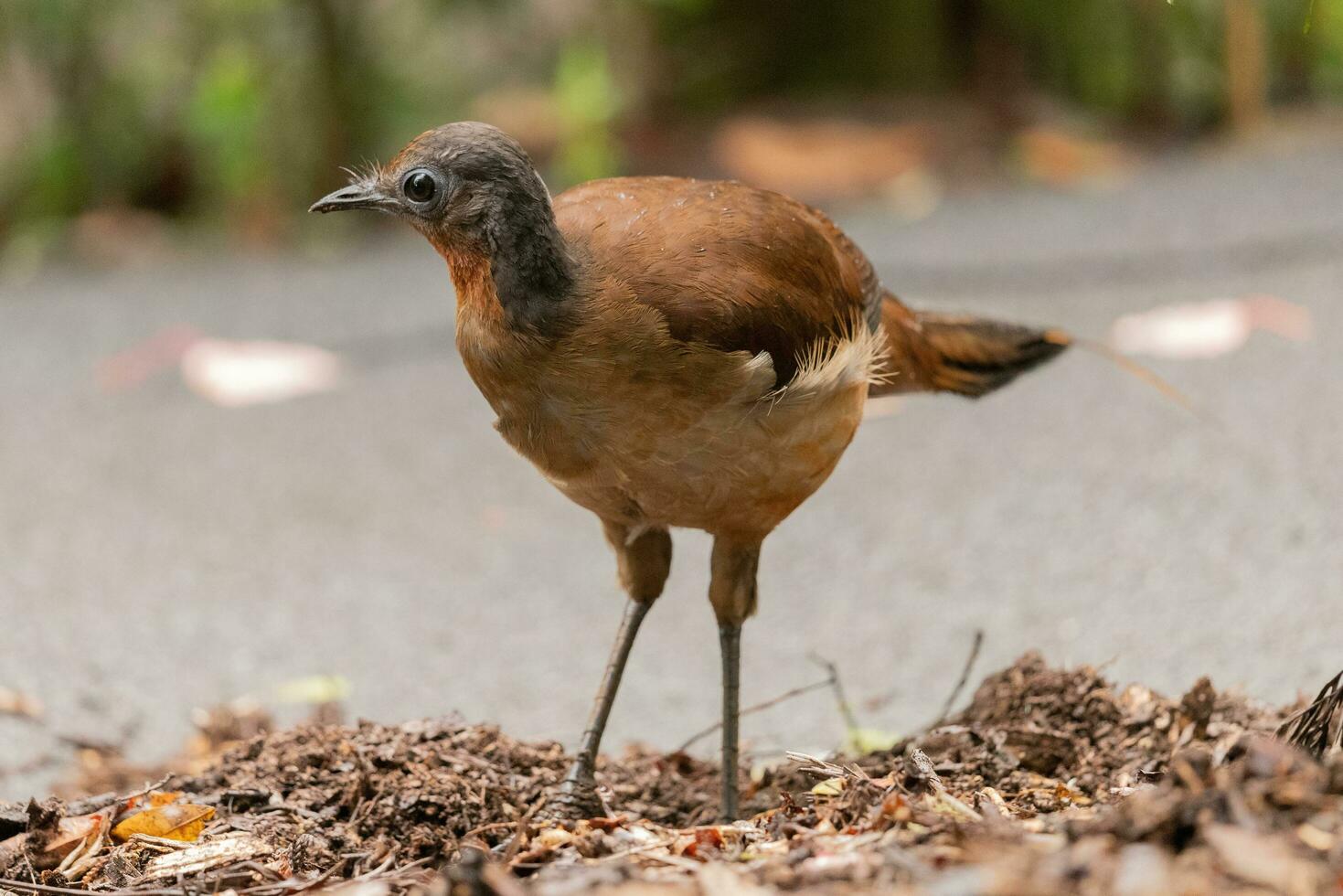 albert's liervogel in Australië foto