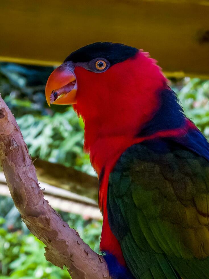 zwart afgedekte lory foto