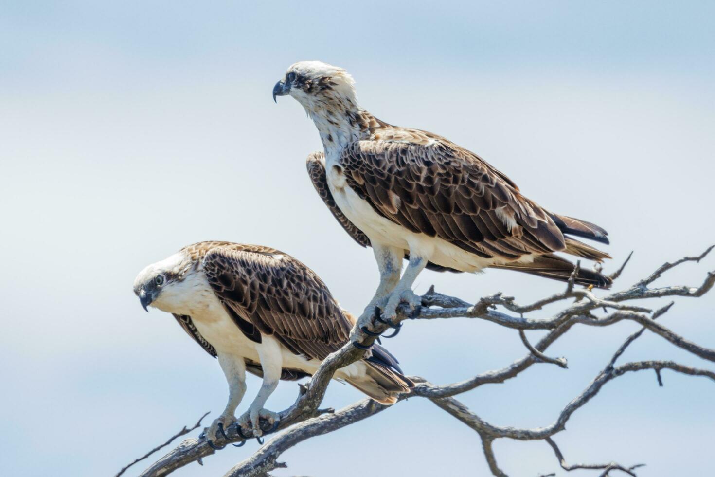 visarend de vis adelaar foto