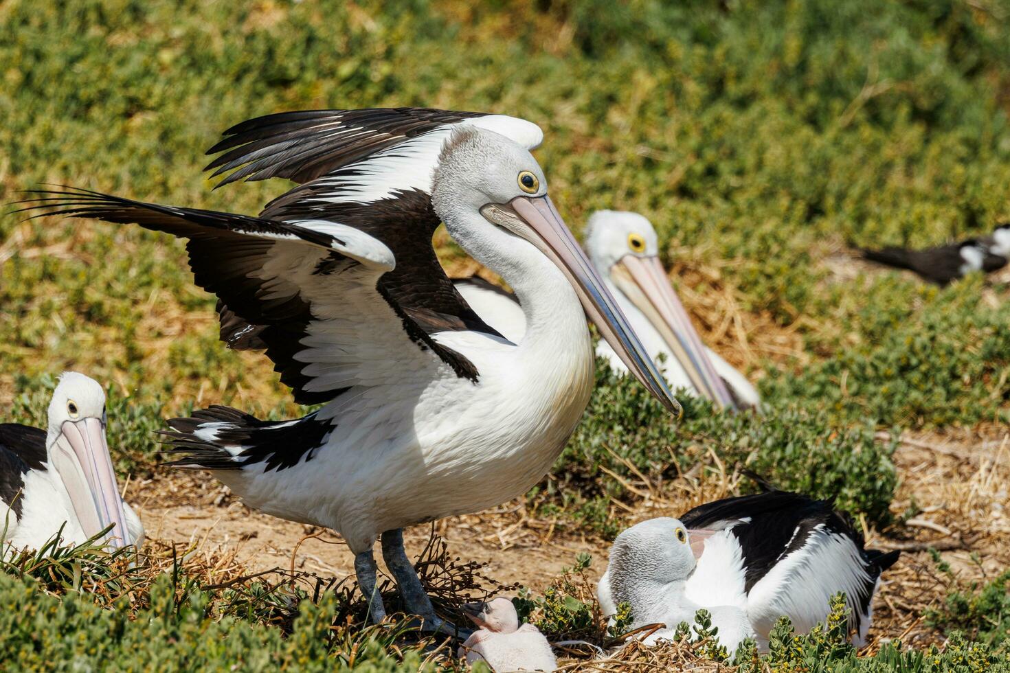 Australisch wit pelikaan foto