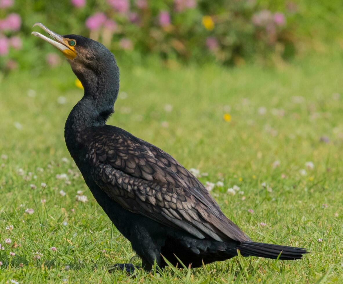 zwart shag aalscholver in nieuw Zeeland foto