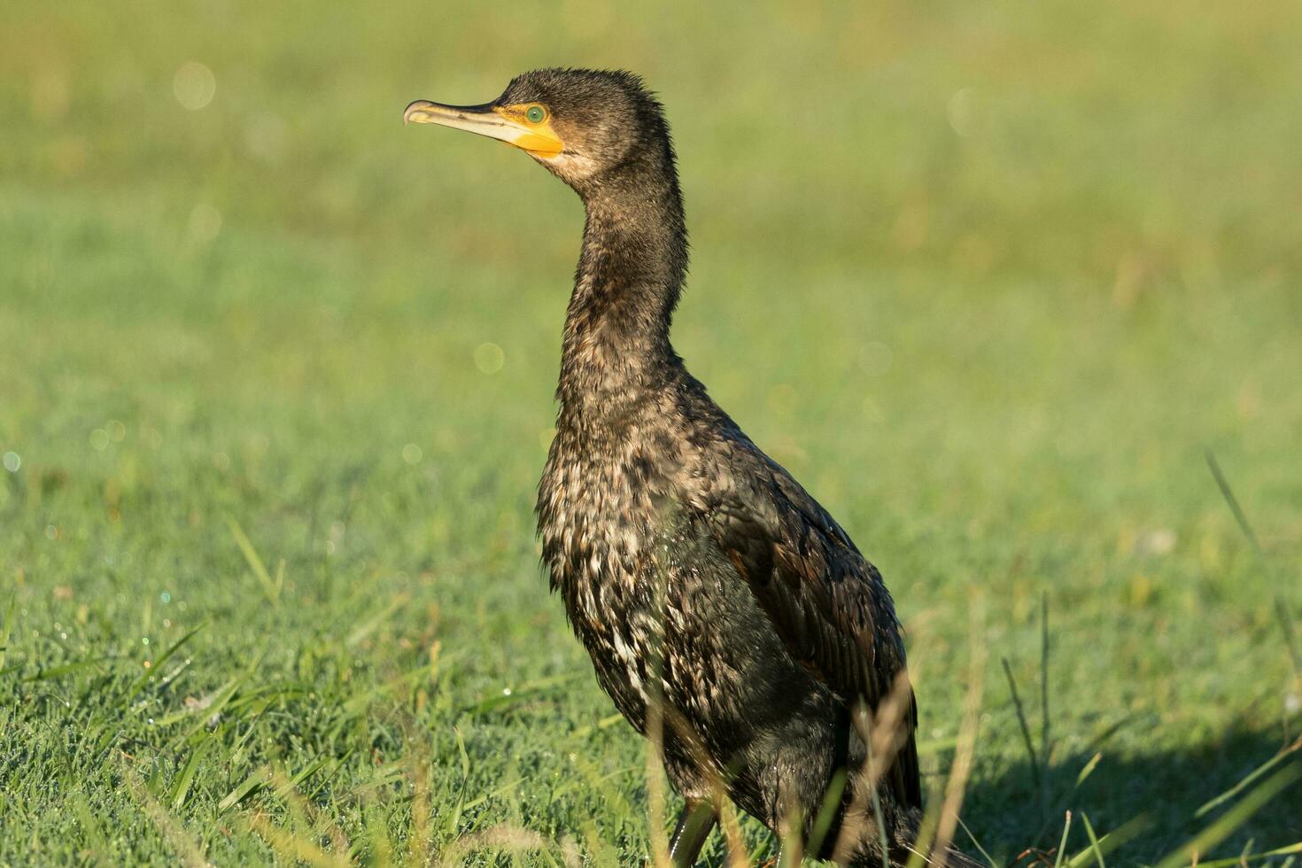 zwart shag aalscholver in nieuw Zeeland foto