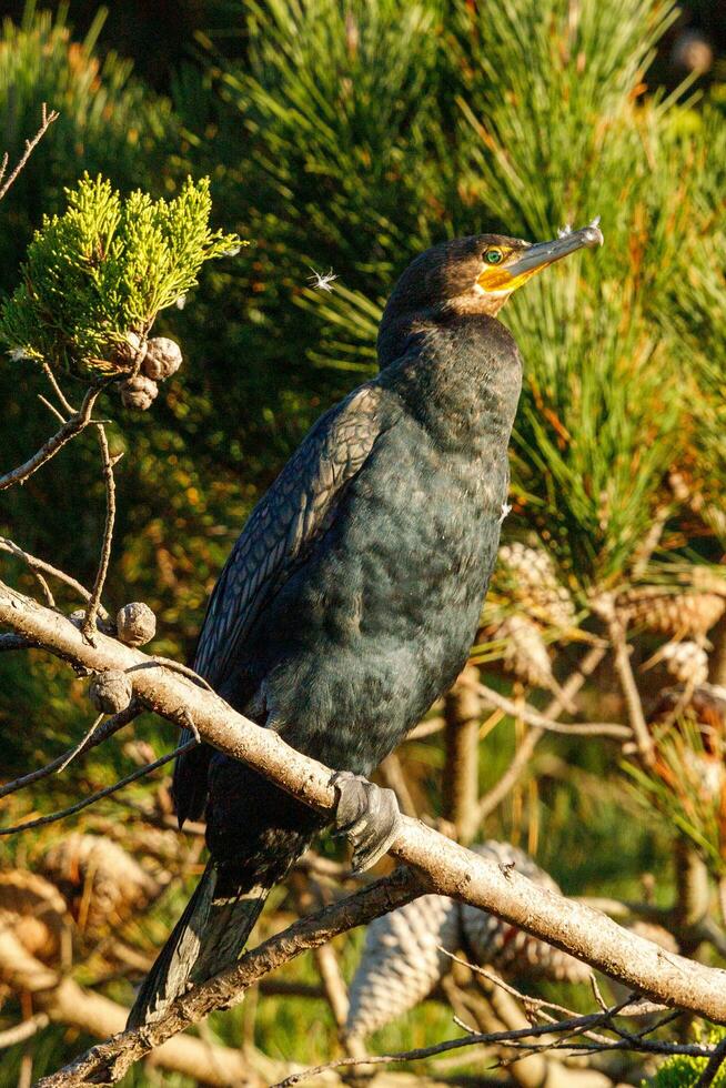 zwart shag aalscholver in nieuw Zeeland foto