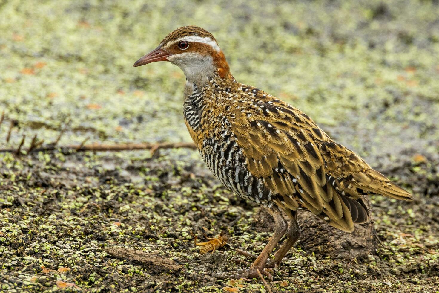 buff-gestreept het spoor in australasia foto