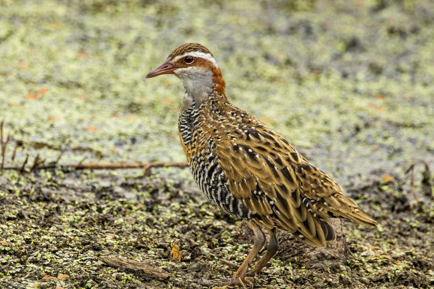 buff-gestreept het spoor in australasia foto